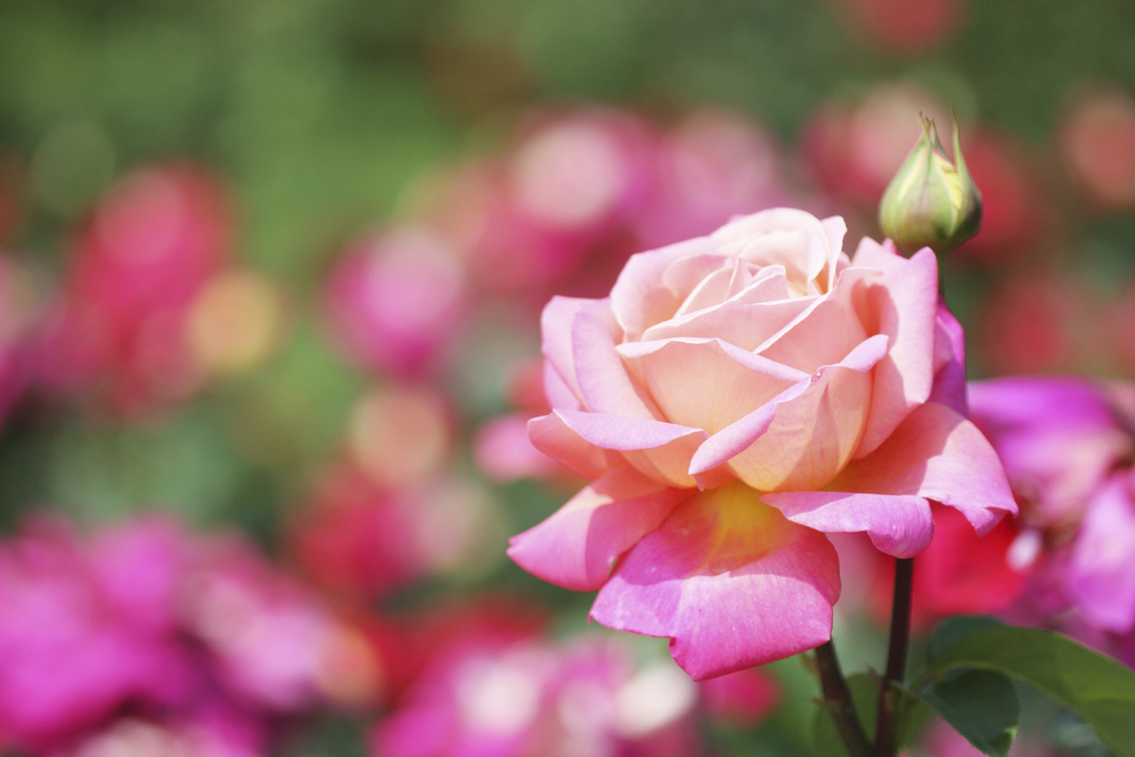 La Rose, fleur emblématique dans la parfumerie – au M.I.P - Osmotheque