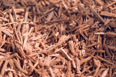 LE SANDALWOOD:  When precious wood becomes a perfume
