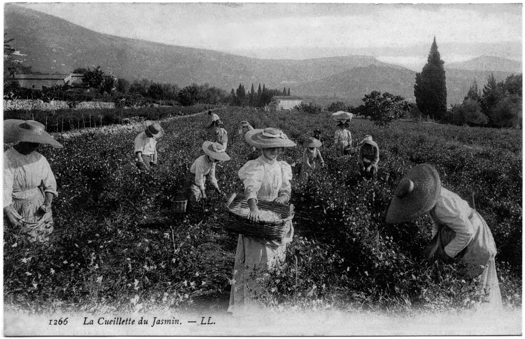 Conférence olfactive : Le jasmin, à la découverte de LA FLEUR